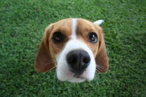 #1 Friendliest Beagle Dog