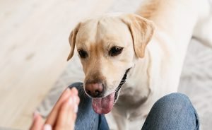 #3 Friendly Labrador Retriever