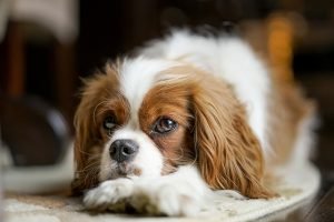 #5 Friendly King Charles Cavalier Spaniel