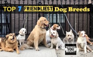 Read more about the article Top 7 Friendliest Dog Breeds – Pets You Might Want To Love