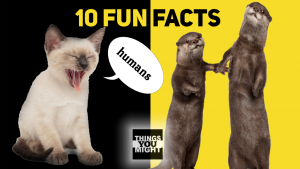 Read more about the article Top 10 Fun Facts You Might Want To Know