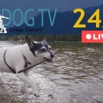 Dog TV – Live 24/7 – Doggy Daycare