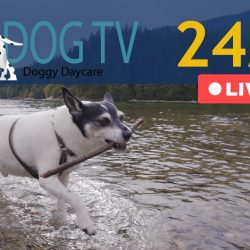 Dog TV – Live 24/7 – Doggy Daycare