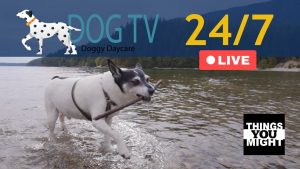 Read more about the article Dog TV – Live 24/7 – Doggy Daycare